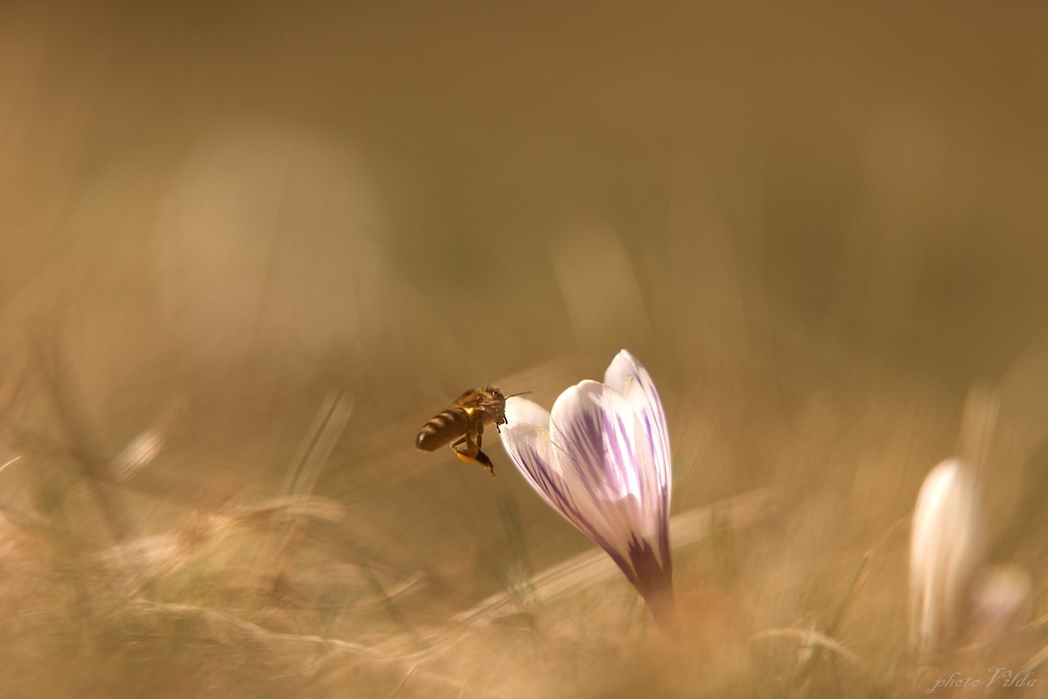 DSC_9397 jako inteligentní objekt-1
