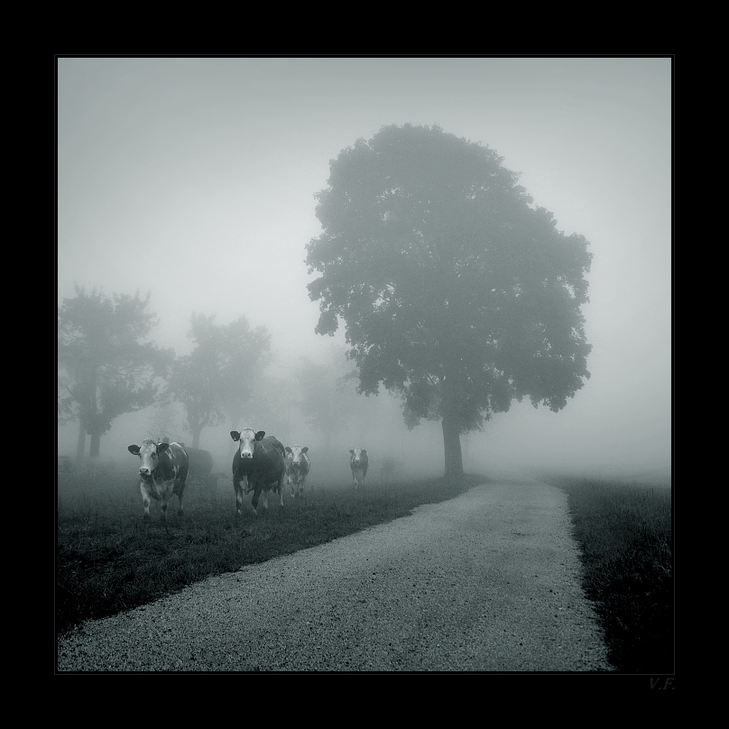 DSC_2467_copy